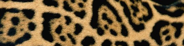 Jaguar-Header.jpg